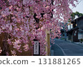 Cherry blossoms blooming in the city along the Hokkoku Kaido 131881265