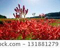 Cluster amaryllis in full bloom in a mountain village 131881279