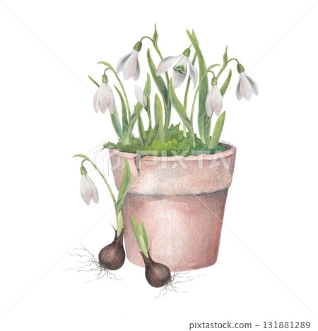 Snowdrops in a flower pot and two sprouted bulbs. Watercolor illustration hand drawn and isolated on a white background. Perfect for your design postcards, wedding invitations, tableware, textile etc Snowdrops in a flower pot and two sprouted bulbs. Watercolor illustration hand drawn and isolated on a white background. Perfect for your design postcards, wedding invitations, tableware, textile etc 131881289