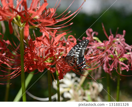 Swallowtail butterfly and Higanbana Swallowtail butterfly and Higanbana 131881326