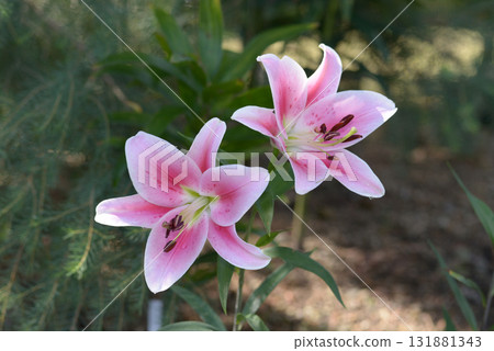 Oriental Lily Frontera 131881343