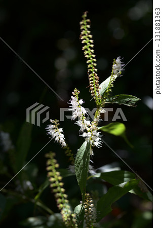 Inu Shōma 131881363