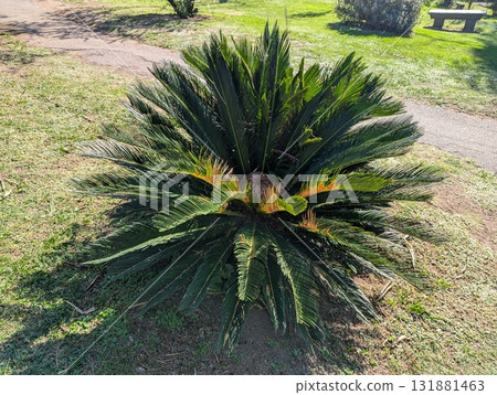 Cycas sago palm in the botanical garden near Cordoba, Argentina in autumn Cycas sago palm in the botanical garden near Cordoba, Argentina in autumn 131881463