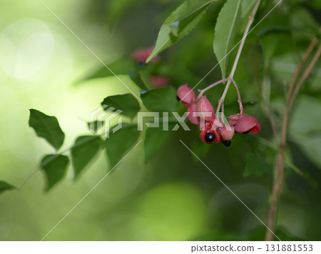 Gonzu的果實 Gonzu的果實 131881553