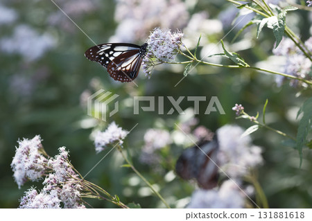 Chestnut tiger sucking the nectar of the flower of Fujibakama Chestnut tiger sucking the nectar of the flower of Fujibakama 131881618