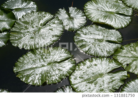 睡蓮葉圖案 131881750