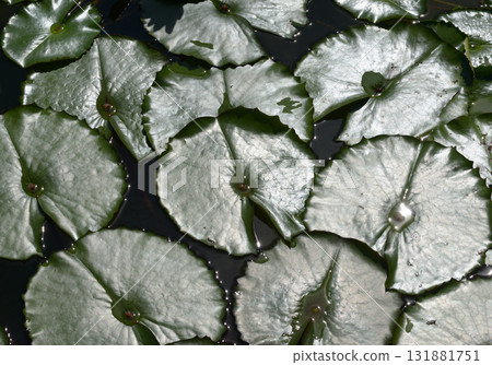 Water lily leaf pattern 131881751