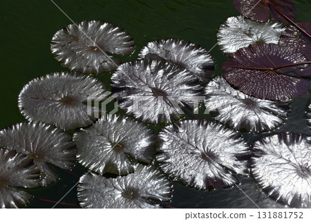 睡蓮葉圖案 131881752