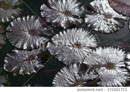 睡蓮葉圖案 131881753