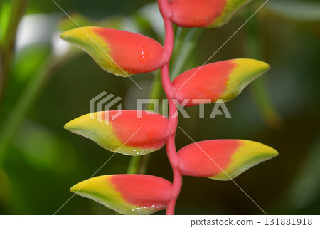 Heliconia · Rostrata Heliconia · Rostrata 131881918