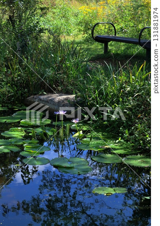 View of the water lily pond in late summer (Mihara Village, Kochi Prefecture) View of the water lily pond in late summer (Mihara Village, Kochi Prefecture) 131881974