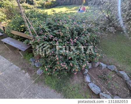 Lantana camara in garden at the Botanical Garden in Cordoba, Argentina, in autumn. It is an evergreen, beautifully flowering tropical shrub, a species of the Verbenaceae family, genus Lantana. 131882053
