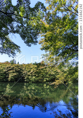 Autumn leaves reflected in the pond (Kumoba Pond in Kyu-Karuizawa) 131882192
