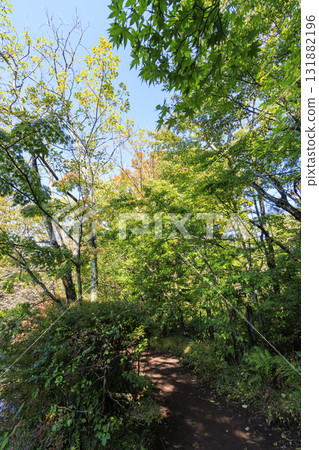 Autumn leaves reflected in the pond (Kumoba Pond in Kyu-Karuizawa) 131882196