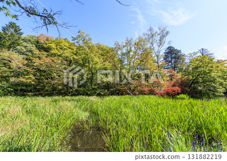 Autumn leaves reflected in the pond (Kumoba Pond in Kyu-Karuizawa) 131882219