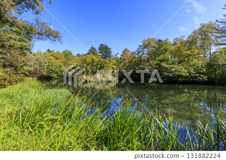 Autumn leaves reflected in the pond (Kumoba Pond in Kyu-Karuizawa) Autumn leaves reflected in the pond (Kumoba Pond in Kyu-Karuizawa) 131882224
