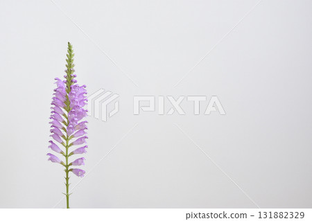 Physostegia virginiana Physostegia virginiana 131882329