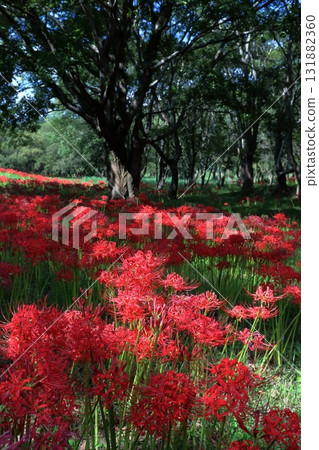 Autumnal cluster amaryllis in Irita Willow Forest (Shimanto City, Kochi Prefecture) Autumnal cluster amaryllis in Irita Willow Forest (Shimanto City, Kochi Prefecture) 131882360
