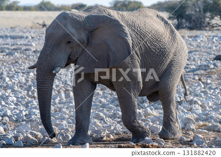 African Elephant in Etosha African Elephant in Etosha 131882420