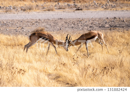 Two fighting impalas Two fighting impalas 131882424