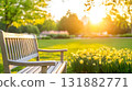 Wooden Bench Sits Overlooking Meadow with Yellow Daffodils at Sunset. 131882771