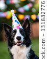 Smiling Border Collie Wearing a Polka Dot Party Hat Outdoors. 131882776