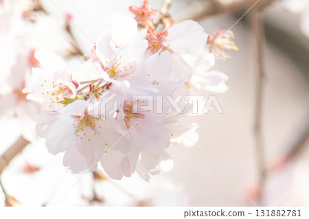 櫻花[品種：垂枝櫻花] 131882781