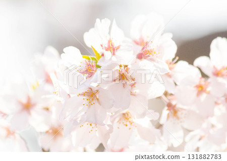 櫻花[品種：垂枝櫻花] 131882783