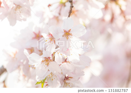 Cherry blossoms [variety: weeping cherry] 131882787