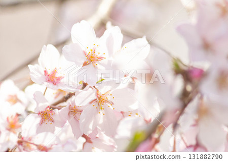 Cherry blossoms [variety: weeping cherry] 131882790