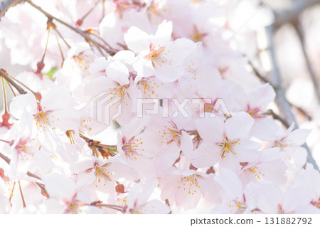 Cherry blossoms [variety: weeping cherry] 131882792