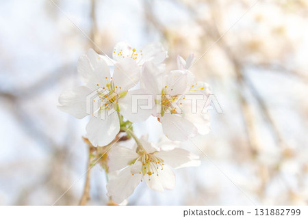 Cherry blossoms [variety: weeping cherry] 131882799