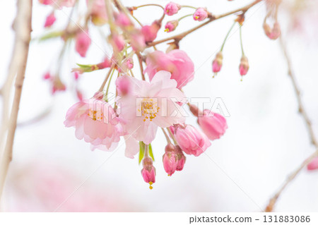 Cherry blossoms [variety: double red weeping cherry blossoms] 131883086