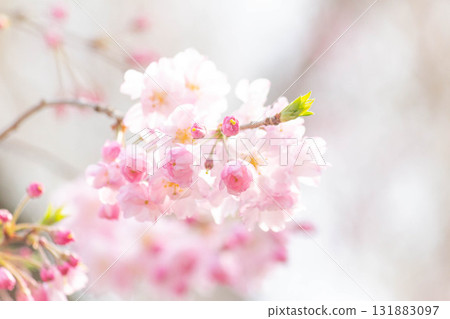 櫻花[品種：重瓣紅垂枝櫻花] 131883097