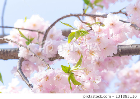 Cherry blossoms [variety: double red weeping cherry blossoms] 131883110