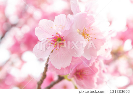 Cherry blossoms [variety: Yoko] 131883603