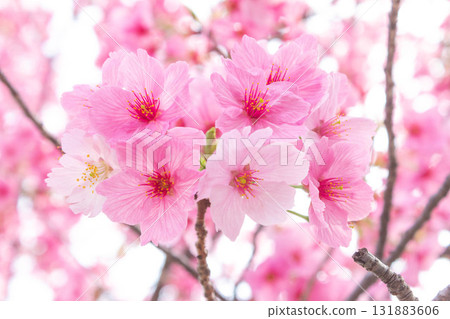 Cherry blossoms [variety: Yoko] 131883606