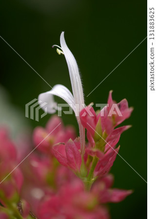 Megaskepasma erythro cramism 131883625