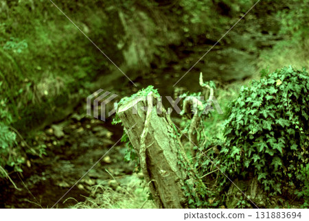 old rusty tank in the forest 131883694