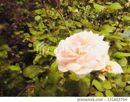 Pale pink roses blooming in soft light Pale pink roses blooming in soft light 131883704