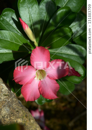 Adenium · obesum 131883709