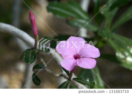 adenium swazicum adenium swazicum 131883710
