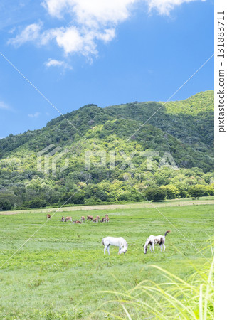 Hiruzen高原白馬夏季風景 Hiruzen高原白馬夏季風景 131883711