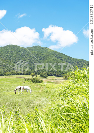 Hiruzen高原白馬夏季風景 131883712