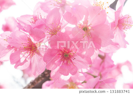 Cherry blossoms [variety: Yokohama Hizakura] 131883741