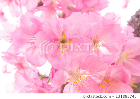 Cherry blossoms [variety: Yokohama Hizakura] 131883743