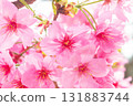 Cherry blossoms [variety: Yokohama Hizakura] 131883744