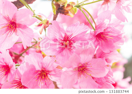 Cherry blossoms [variety: Yokohama Hizakura] 131883744