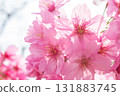 Cherry blossoms [variety: Yokohama Hizakura] 131883745