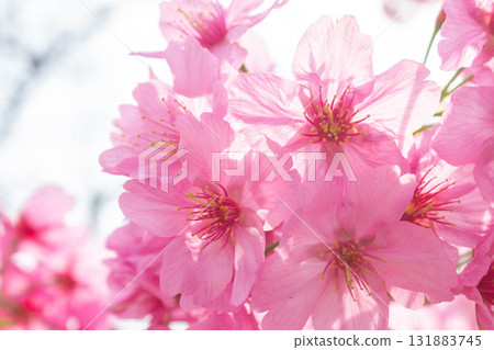 Cherry blossoms [variety: Yokohama Hizakura] 131883745